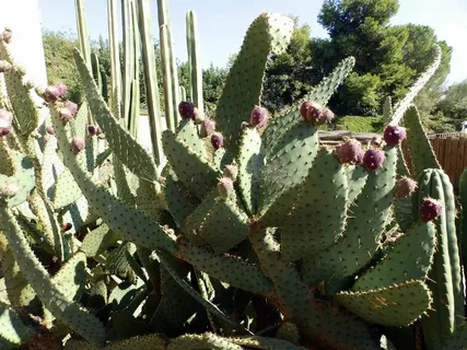 Cow’s Tongue Prickly Pear for Sale in ABQ