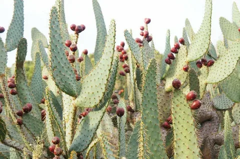 Cow’s Tongue Prickly Pear for Sale in ABQ