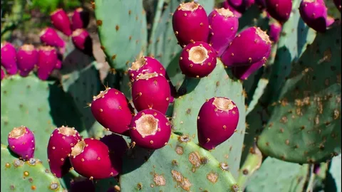 Cow’s Tongue Prickly Pear for Sale in ABQ