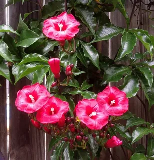 Creeper Rose Plant Online