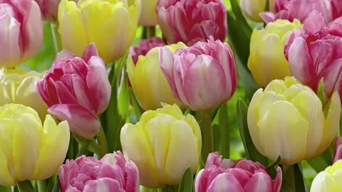 Double Early Tulips