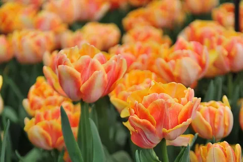 Double Early Tulips