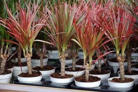 Dracaena Braunii