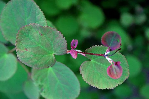 Egg-Shaped Leaves