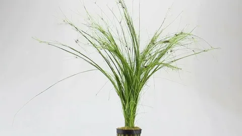 Eleocharis Vivipara