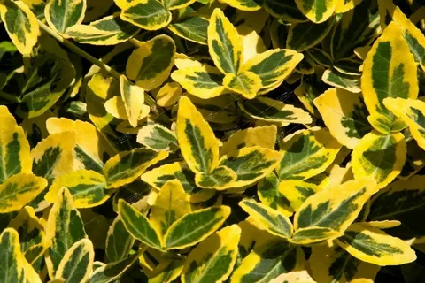 Euonymus Fortunei Coloratus