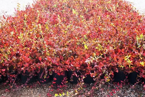 Euonymus Fortunei Coloratus