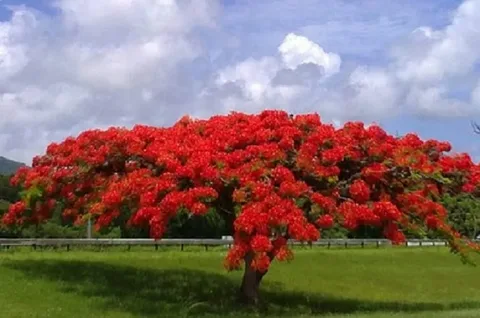 Flamboyant Tree Seeds