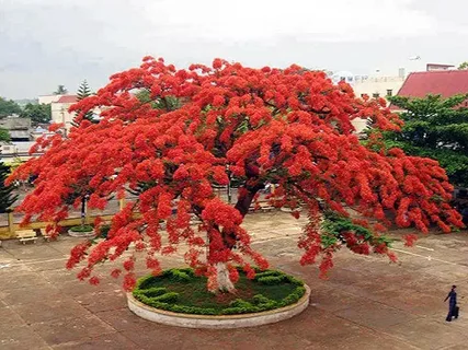 Flamboyant Tree Seeds