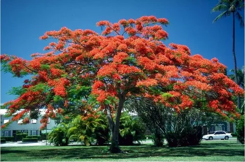 Flamboyant Tree Seeds