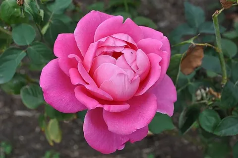 Francis Meilland Rose