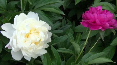 Gardenia and Peony