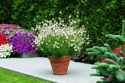 Gaura Belleza White