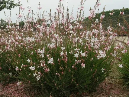 Gaura Belleza White