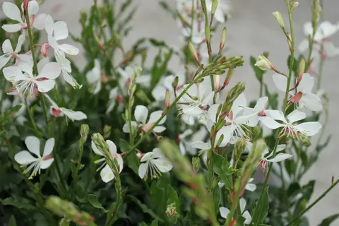 Gaura Belleza White