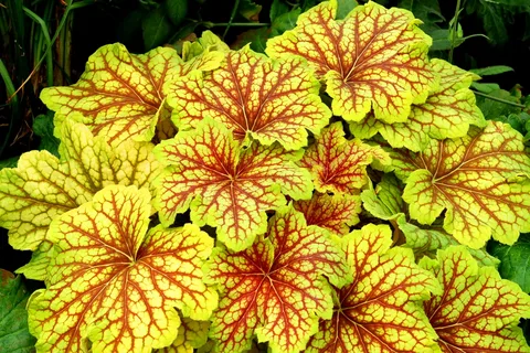 Heuchera Blondie in Lime