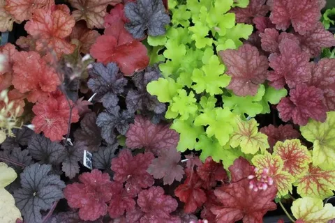 Heuchera Blondie in Lime