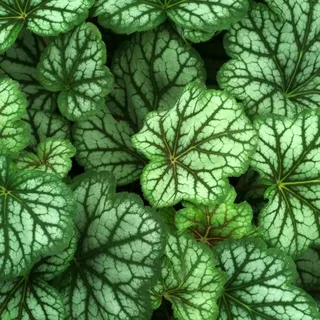 Heuchera Blondie in Lime