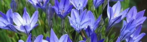 How Many Plants from One Triteleia Bulb