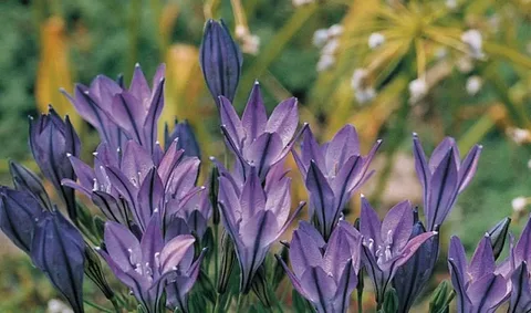 How Many Plants from One Triteleia Bulb