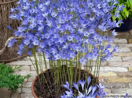 How Many Plants from One Triteleia Bulb