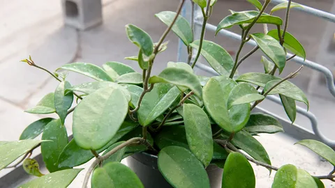 Hoya Compacta