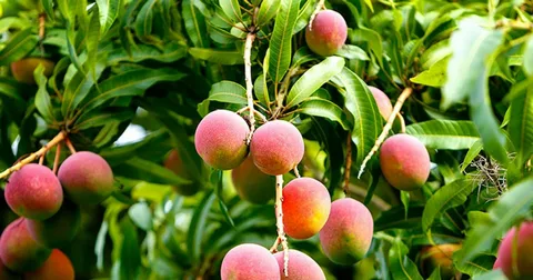 Imam Pasand Mango Tree