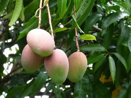 Imam Pasand Mango Tree