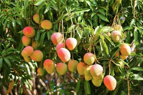 Imam Pasand Mango Tree