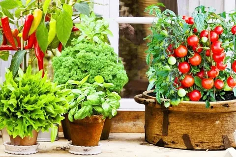 Indoor Plant Pots Pakistan