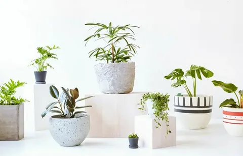 Indoor Plant Pots Pakistan