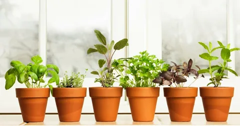 Indoor Plant Pots Pakistan