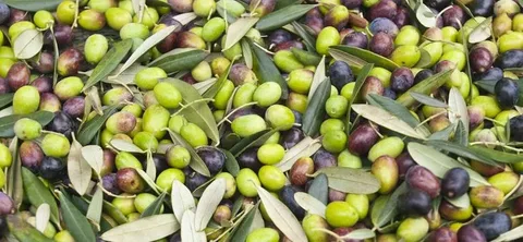 Italian Olives