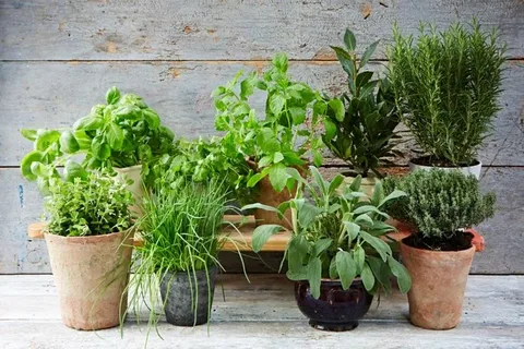 Jumping Crickets Under Potted Plants