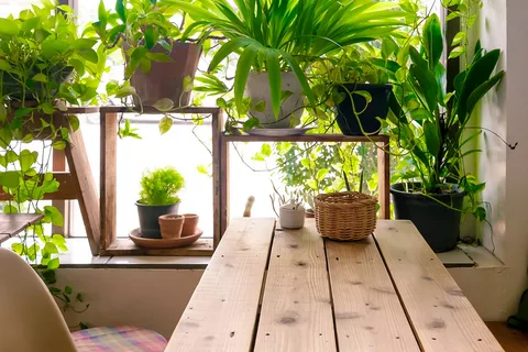 Jumping Crickets Under Potted Plants