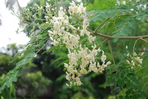 Kalyana Murungai Tree