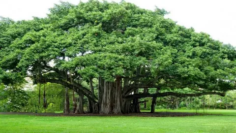 Kalyana Murungai Tree