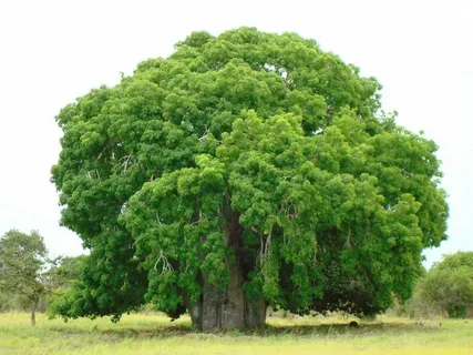 Kalyana Murungai Tree