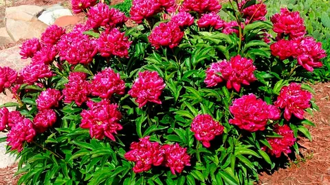 Kansas Peony Plant