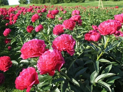 Kansas Peony Plant