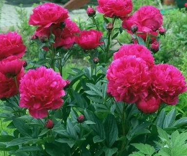 Kansas Peony Plant