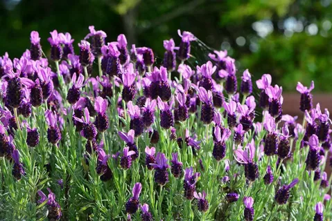 Lavandula Stoechas Otto Quast