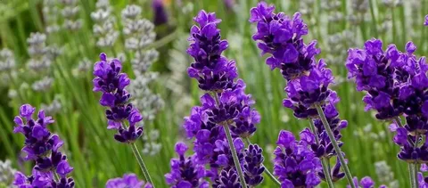 Lavandula Stoechas Otto Quast