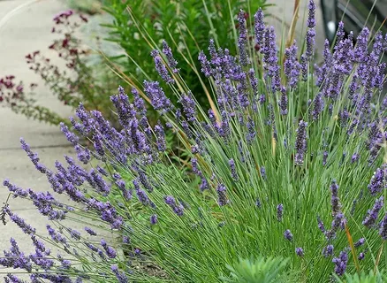 Lavandula x Intermedia