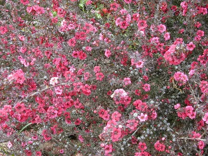 Leptospermum Ruby Glow