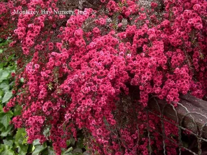 Leptospermum Ruby Glow