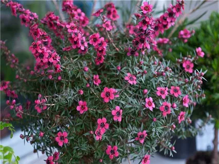 Leptospermum Ruby Glow