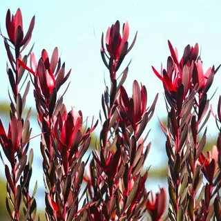 Leucadendron Safari Sunset