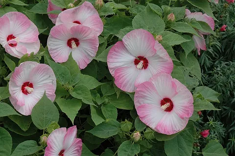 Luna Pink Swirl Rose Mallow