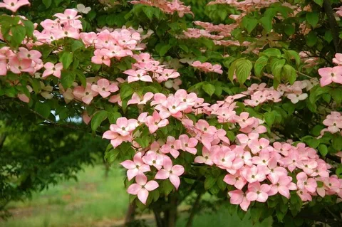 Milky Way Kousa Dogwood